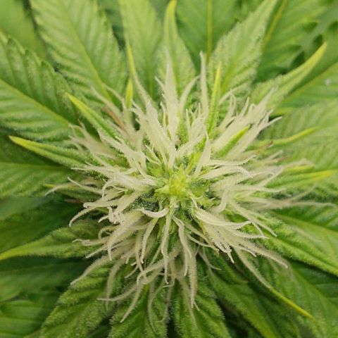 Wedding Gelato #1 growlog timeline photo