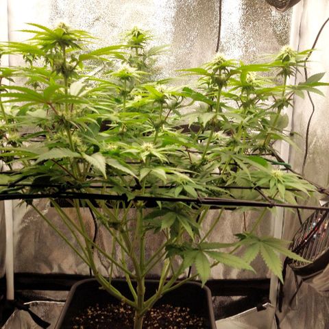 Wedding Gelato #1 growlog timeline photo