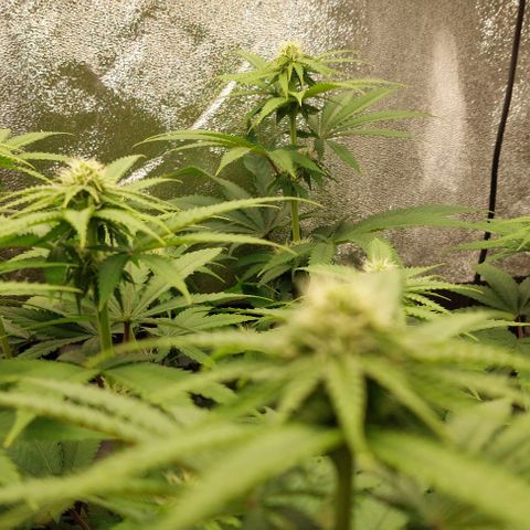 Wedding Gelato #1 growlog timeline photo