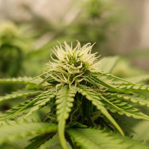 Wedding Gelato #1 growlog timeline photo