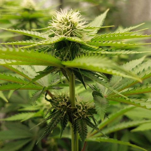 Wedding Gelato #1 growlog timeline photo
