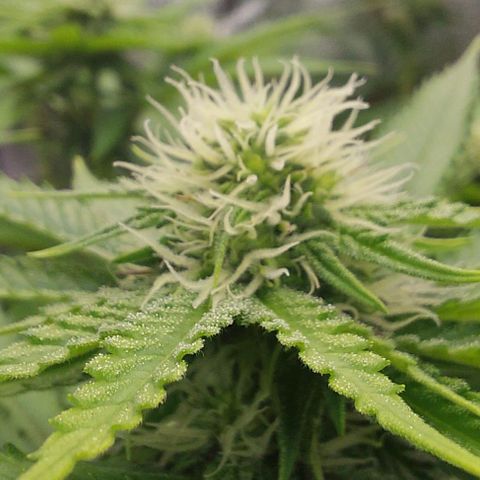 Wedding Gelato #1 growlog timeline photo
