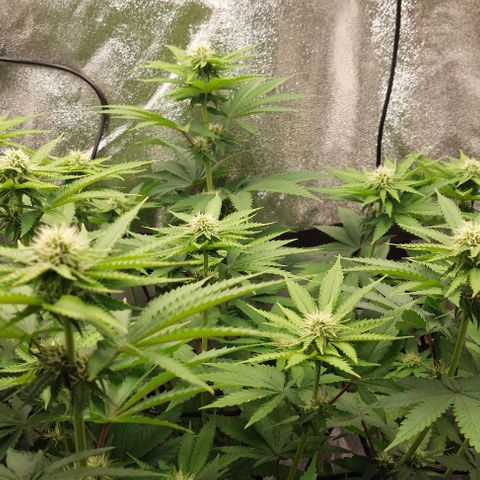 Wedding Gelato #1 growlog timeline photo