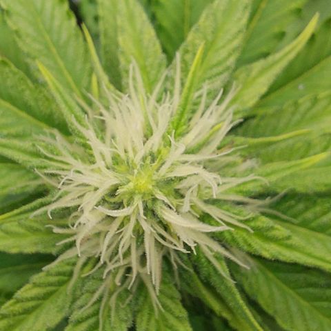 Wedding Gelato #1 growlog timeline photo