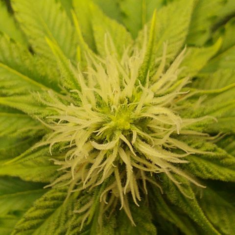 Wedding Gelato #1 growlog timeline photo