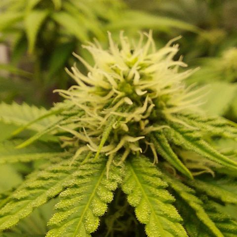 Wedding Gelato #1 growlog timeline photo