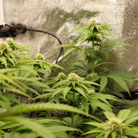 Wedding Gelato #1 growlog timeline photo