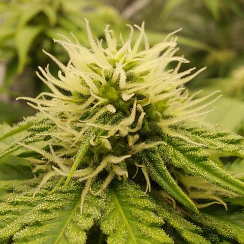 Wedding Gelato #1 growlog timeline photo