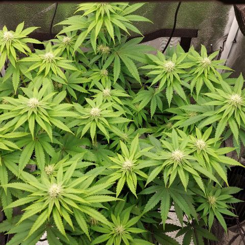 Wedding Gelato #1 growlog timeline photo