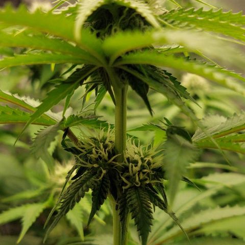 Wedding Gelato #1 growlog timeline photo