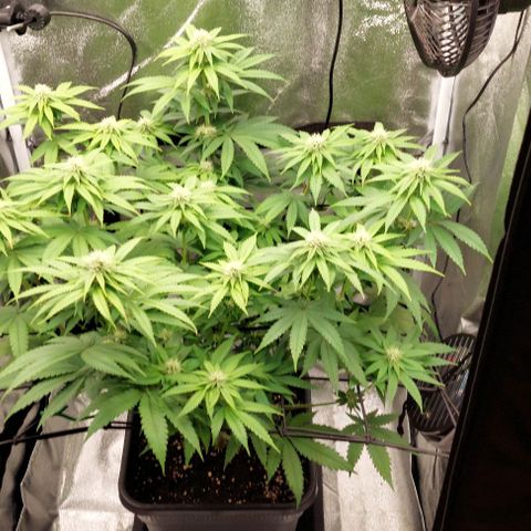 Wedding Gelato #1 growlog timeline photo