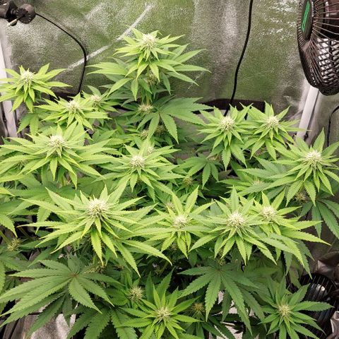 Wedding Gelato #1 growlog timeline photo