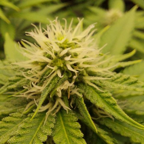 Wedding Gelato #1 growlog timeline photo