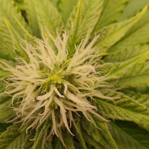 Wedding Gelato #1 growlog timeline photo