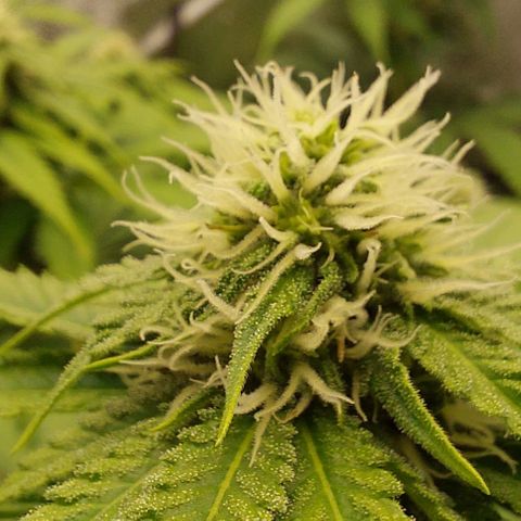 Wedding Gelato #1 growlog timeline photo