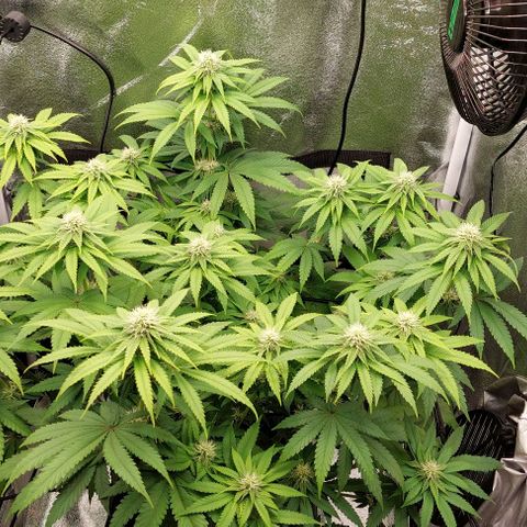 Wedding Gelato #1 growlog timeline photo