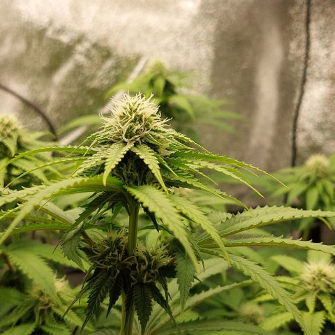 Wedding Gelato #1 growlog timeline photo