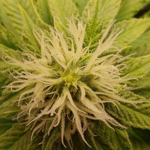 Wedding Gelato #1 growlog timeline photo