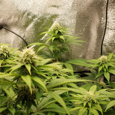 Wedding Gelato #1 growlog timeline photo