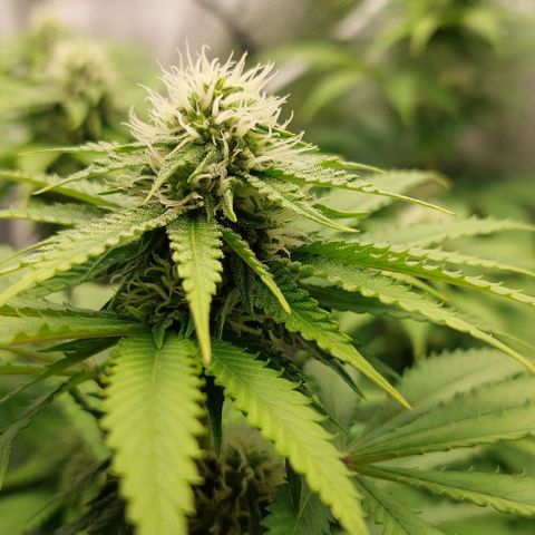 Wedding Gelato #1 growlog timeline photo