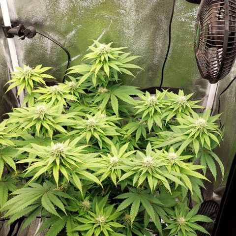 Wedding Gelato #1 growlog timeline photo