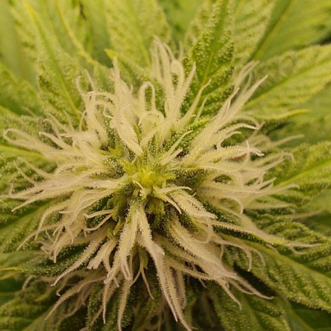 Wedding Gelato #1 growlog timeline photo