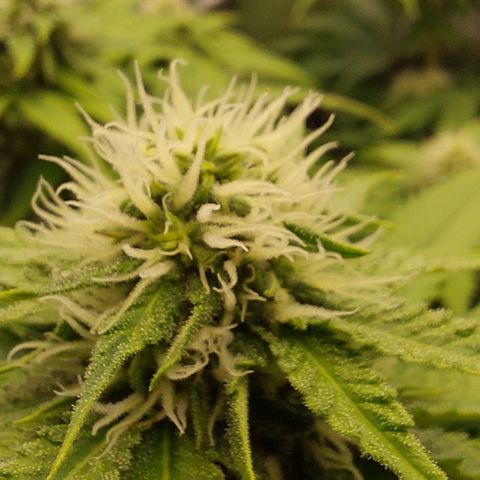 Wedding Gelato #1 growlog timeline photo