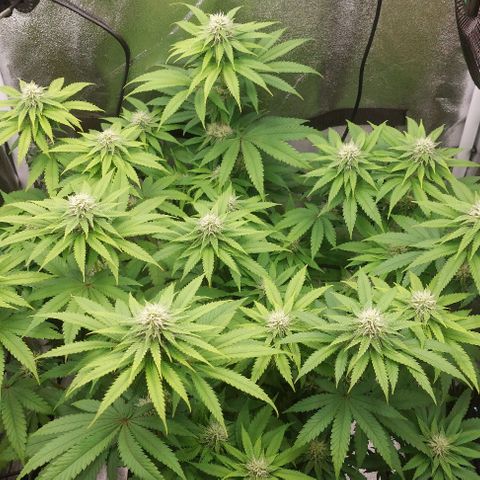 Wedding Gelato #1 growlog timeline photo