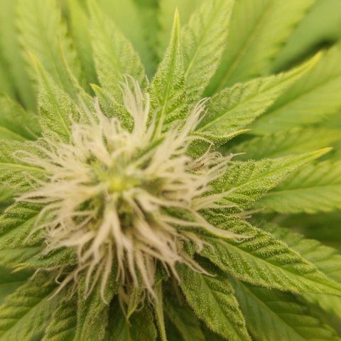 Wedding Gelato #1 growlog timeline photo