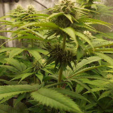 Wedding Gelato #1 growlog timeline photo