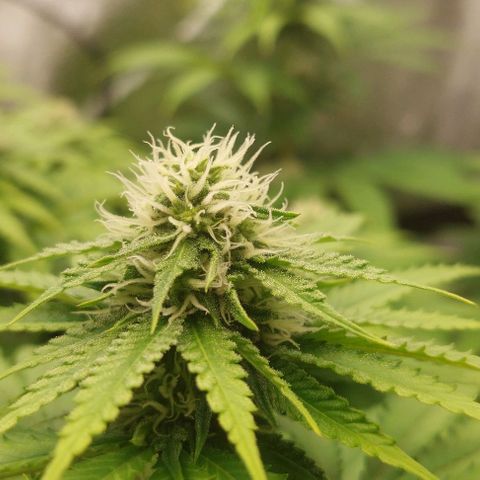 Wedding Gelato #1 growlog timeline photo