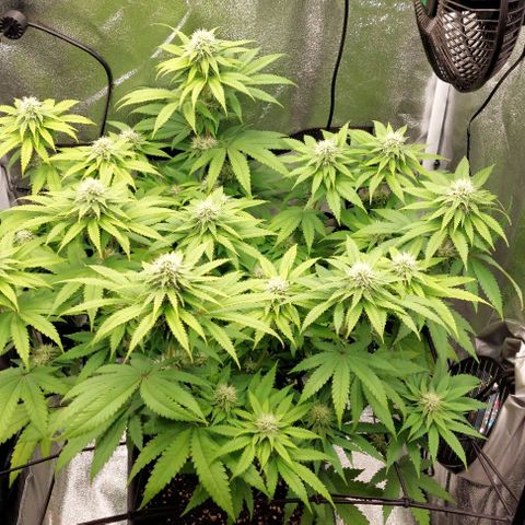 Wedding Gelato #1 growlog timeline photo