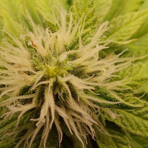 Wedding Gelato #1 growlog timeline photo