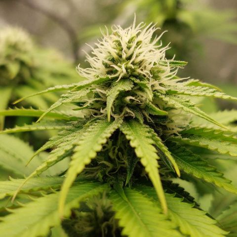 Wedding Gelato #1 growlog timeline photo