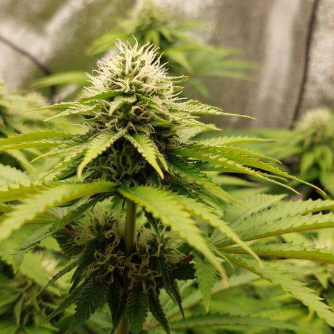Wedding Gelato #1 growlog timeline photo