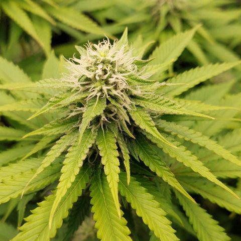 Wedding Gelato #1 growlog timeline photo
