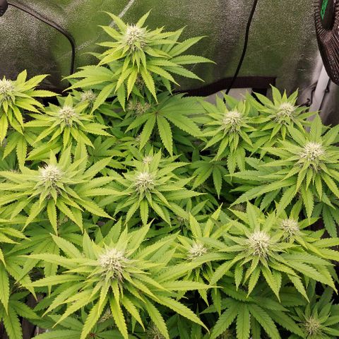 Wedding Gelato #1 growlog timeline photo