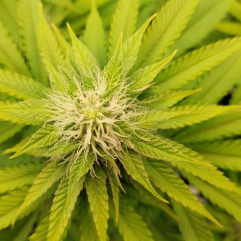 Wedding Gelato #1 growlog timeline photo