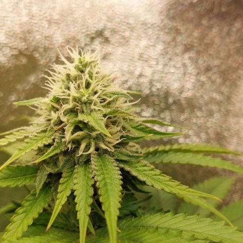 Wedding Gelato #1 growlog timeline photo