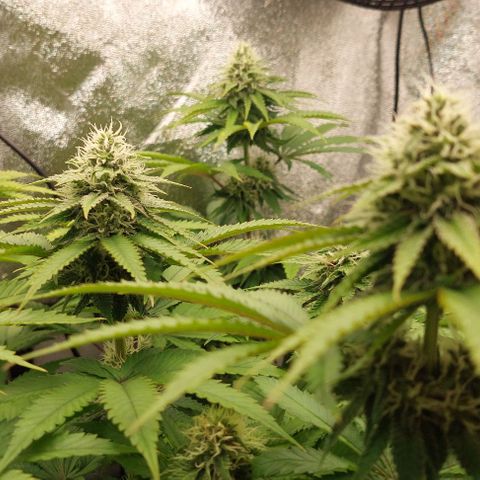 Wedding Gelato #1 growlog timeline photo