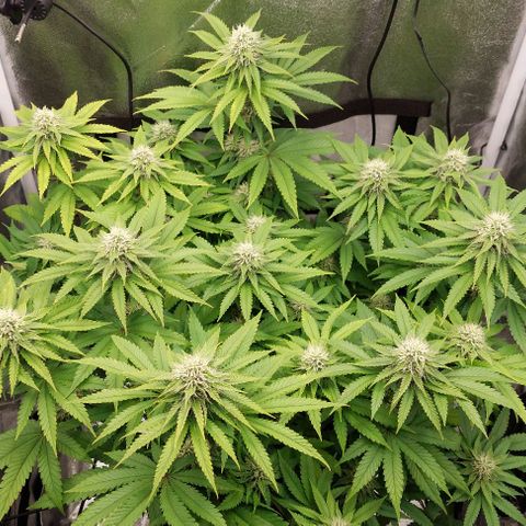 Wedding Gelato #1 growlog timeline photo