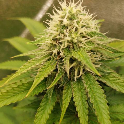 Wedding Gelato #1 growlog timeline photo