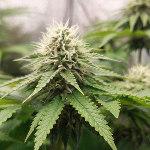 Wedding Gelato #1 growlog timeline photo