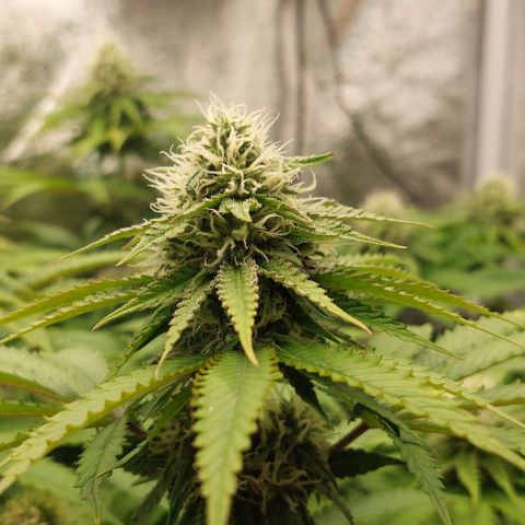 Wedding Gelato #1 growlog timeline photo