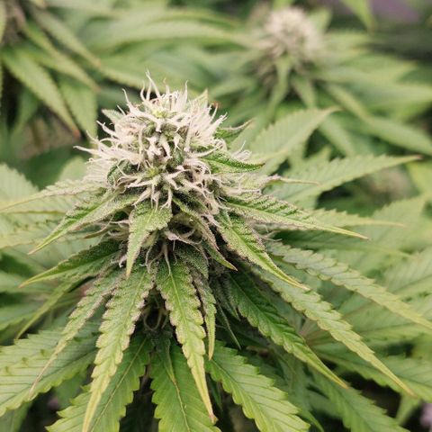 Wedding Gelato #1 growlog timeline photo