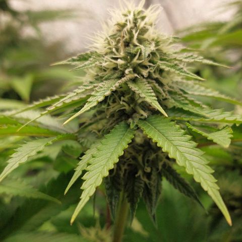 Wedding Gelato #1 growlog timeline photo