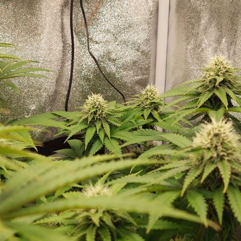 Wedding Gelato #1 growlog timeline photo