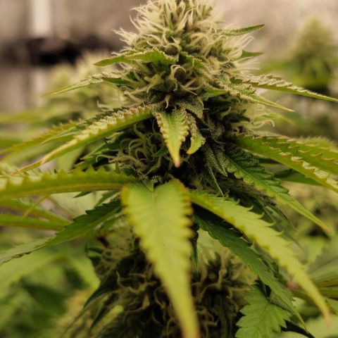 Wedding Gelato #1 growlog timeline photo