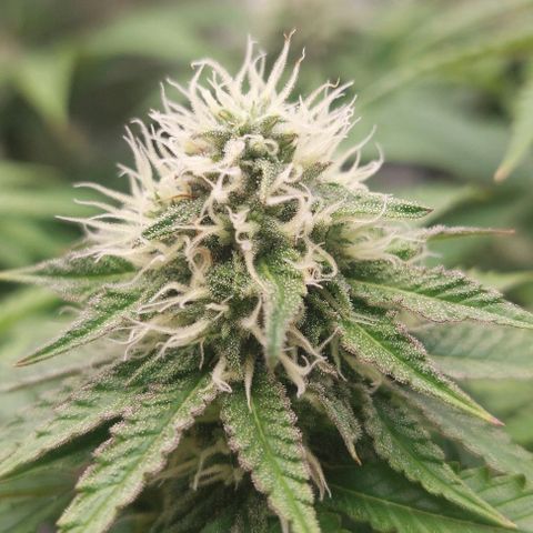 Wedding Gelato #1 growlog timeline photo