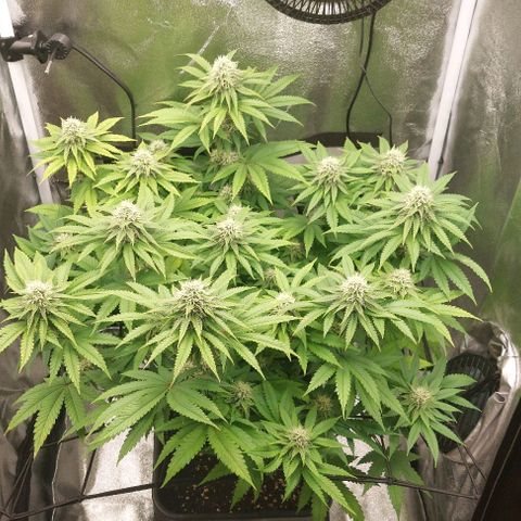 Wedding Gelato #1 growlog timeline photo